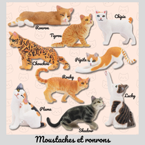 Moustaches & Ronrons