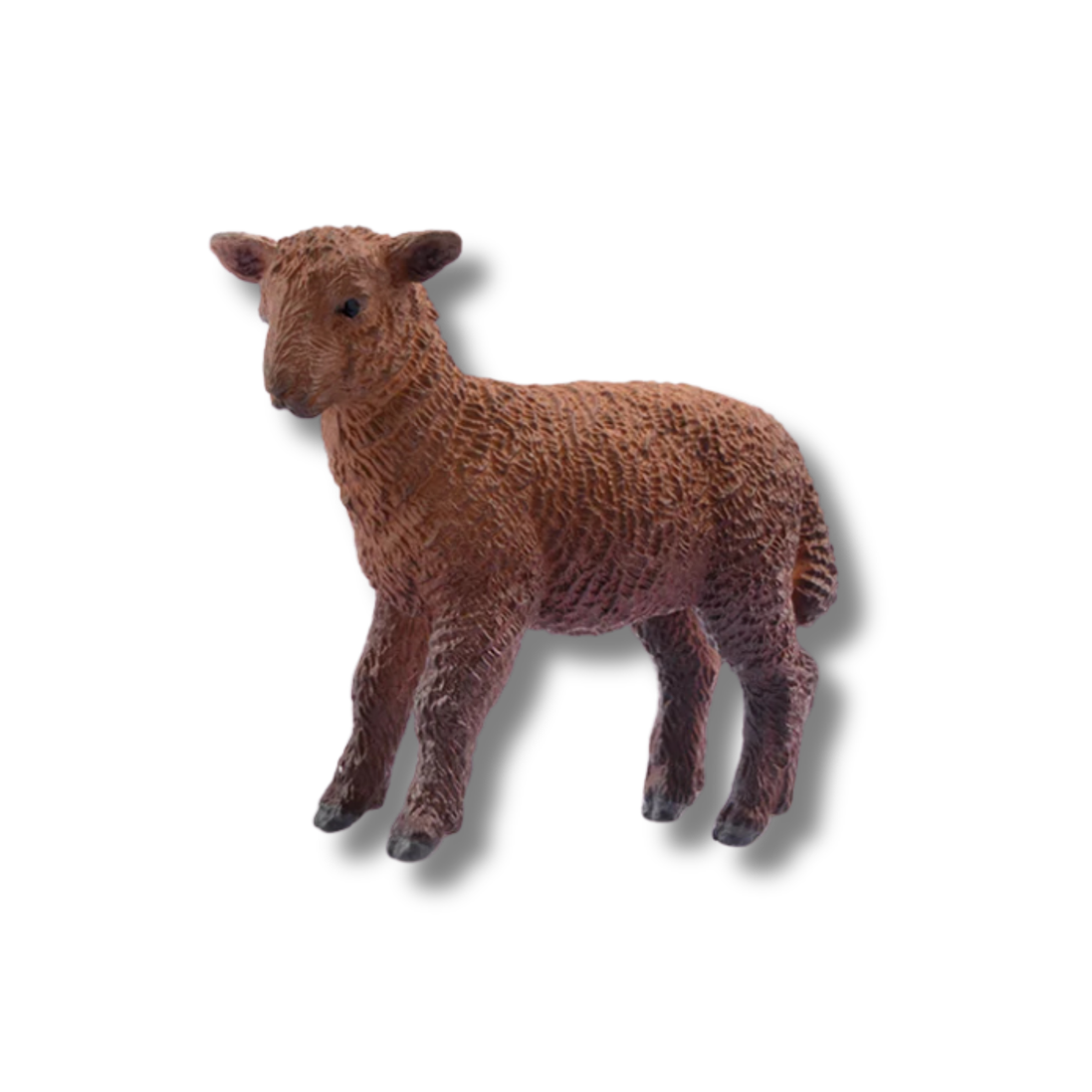 Moka, l'agneau marron