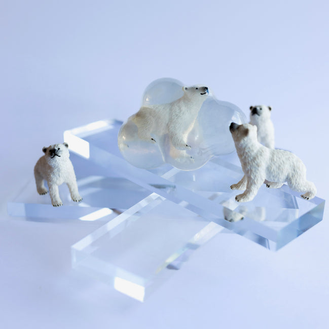 Flocon, l’ours polaire