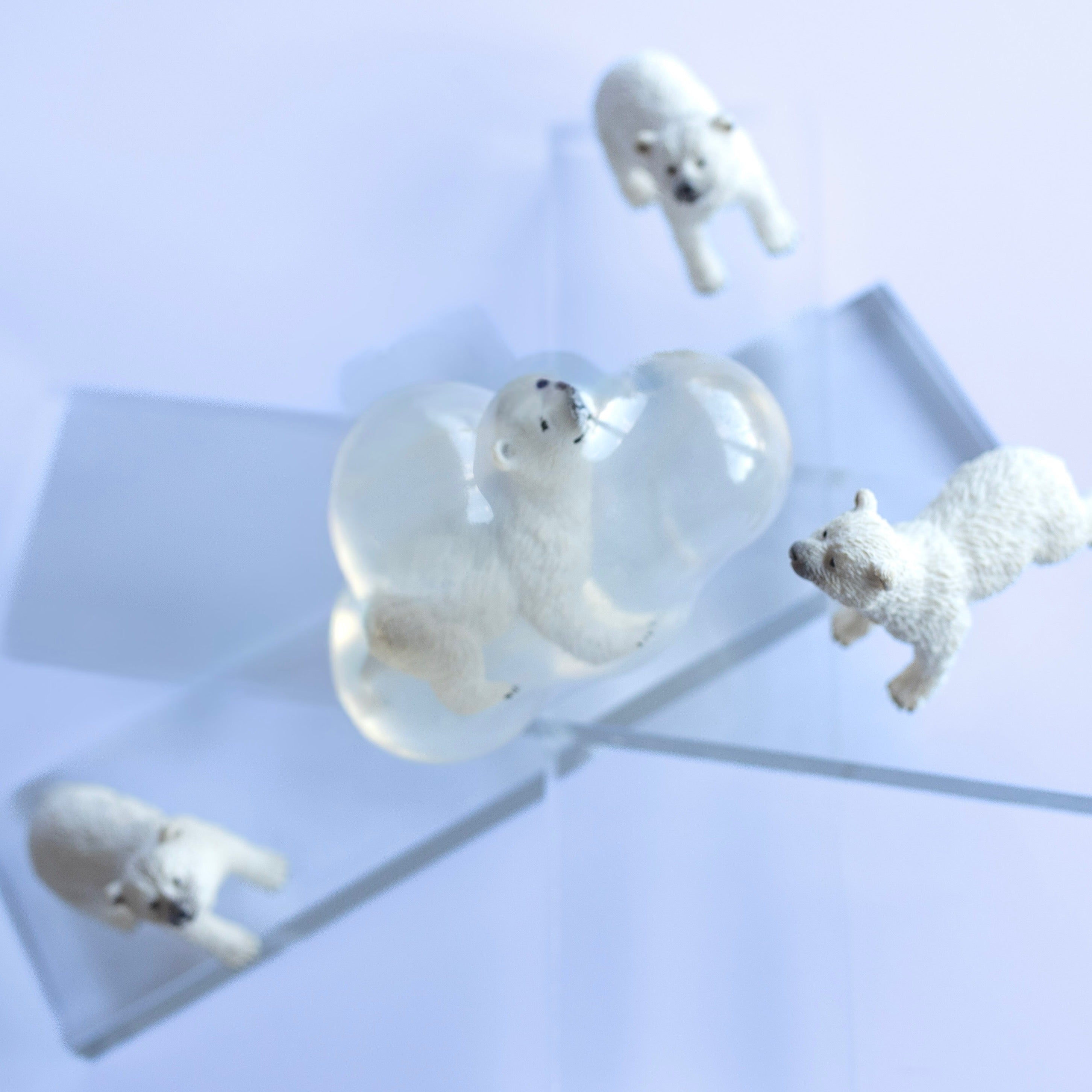 Flocon, l’ours polaire