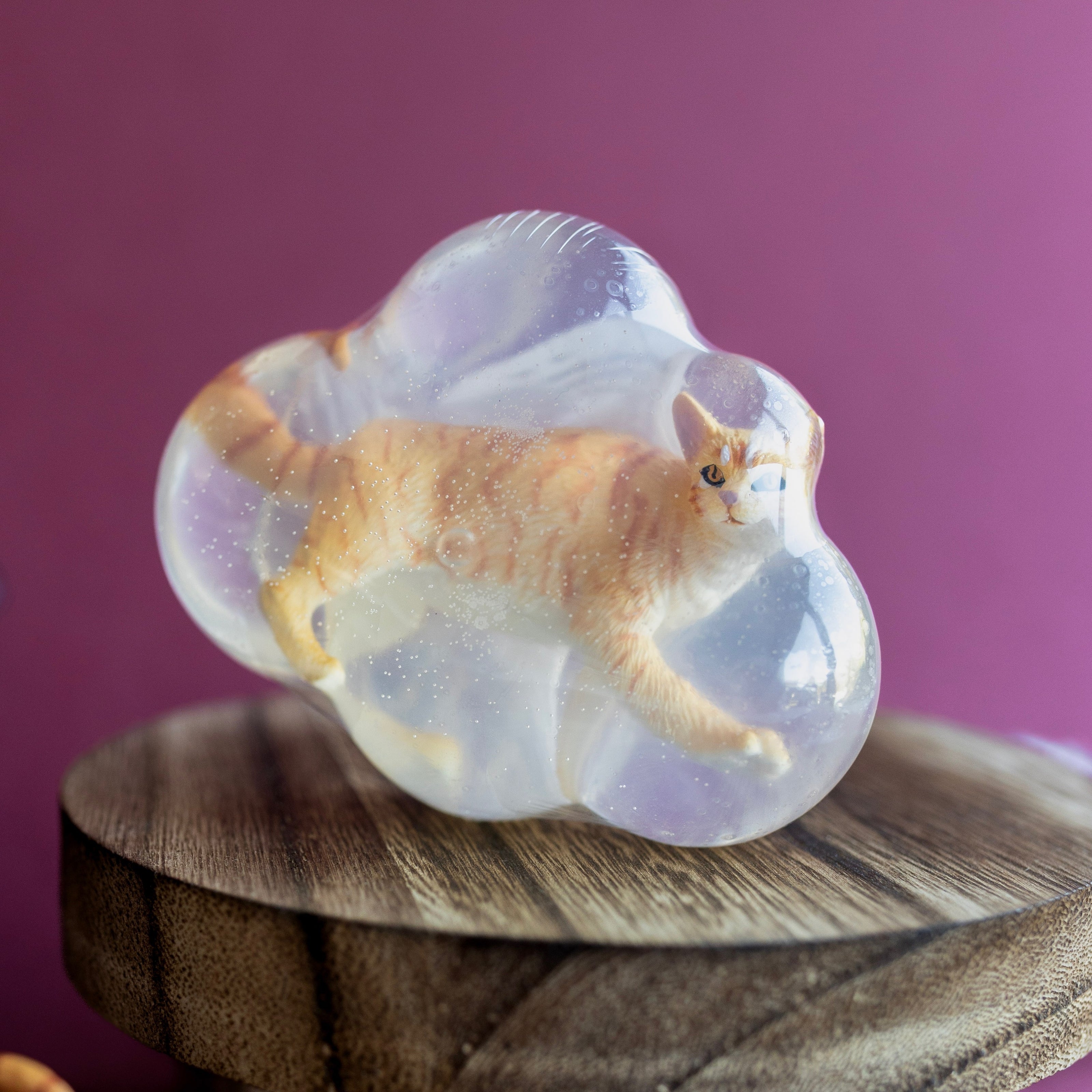 Roucky, le chat roux tigré