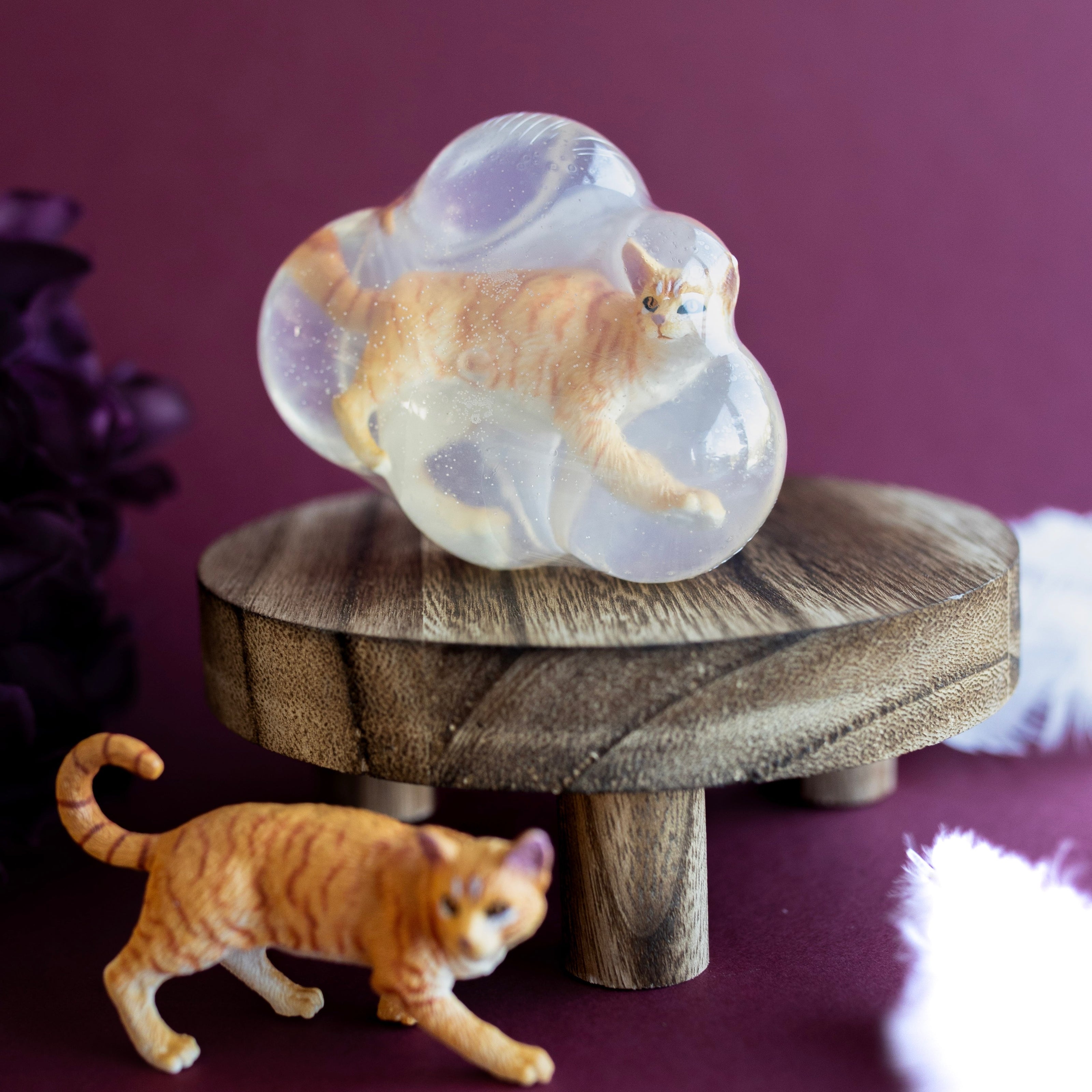 Roucky, le chat roux tigré