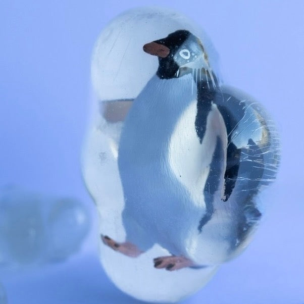 Glagla, le manchot qui marche