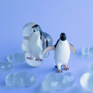Glagla, le manchot qui marche