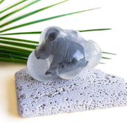 Hector, le bébé rhinocéros