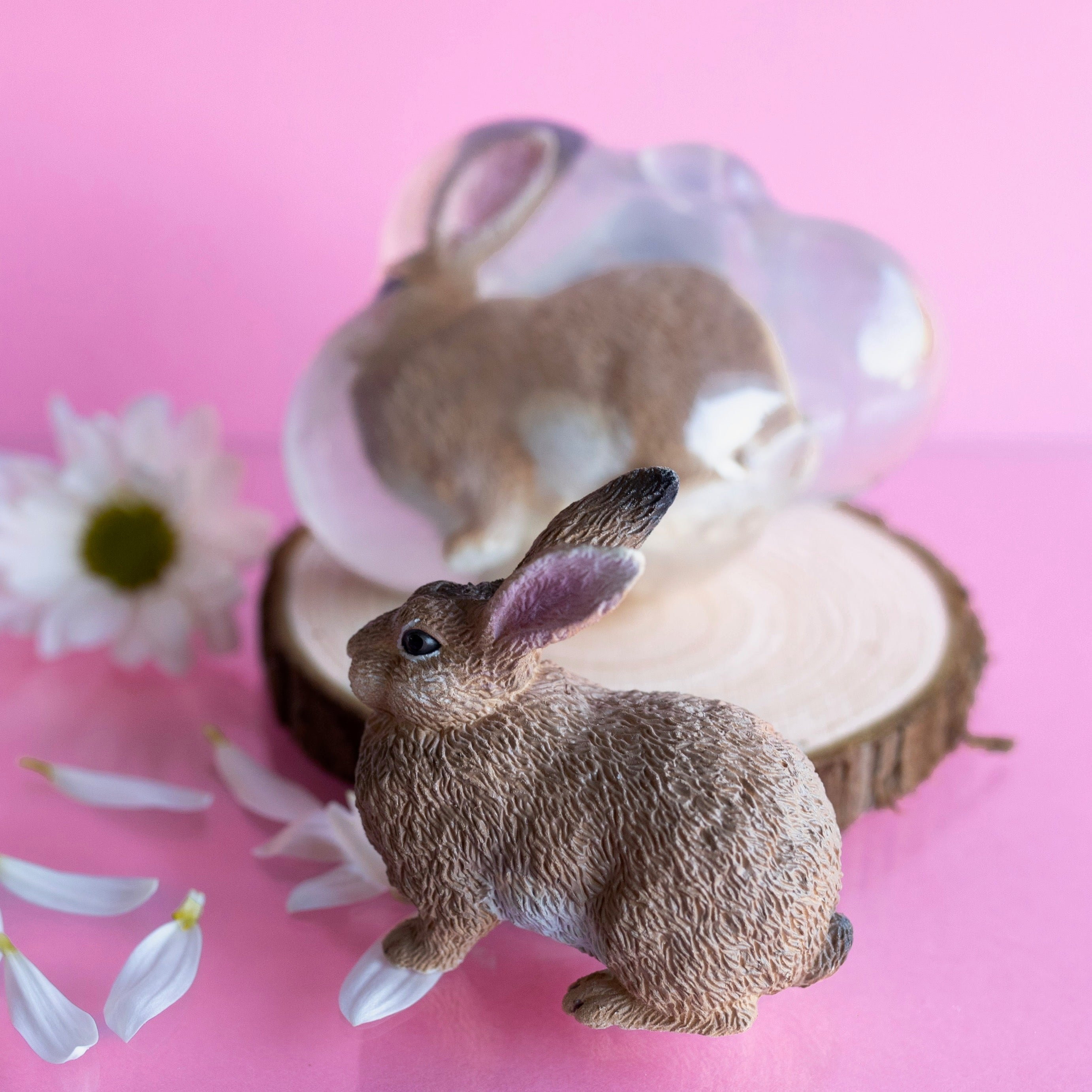 Biscotte, le lapin roux