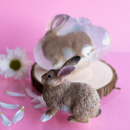 Biscotte, le lapin roux