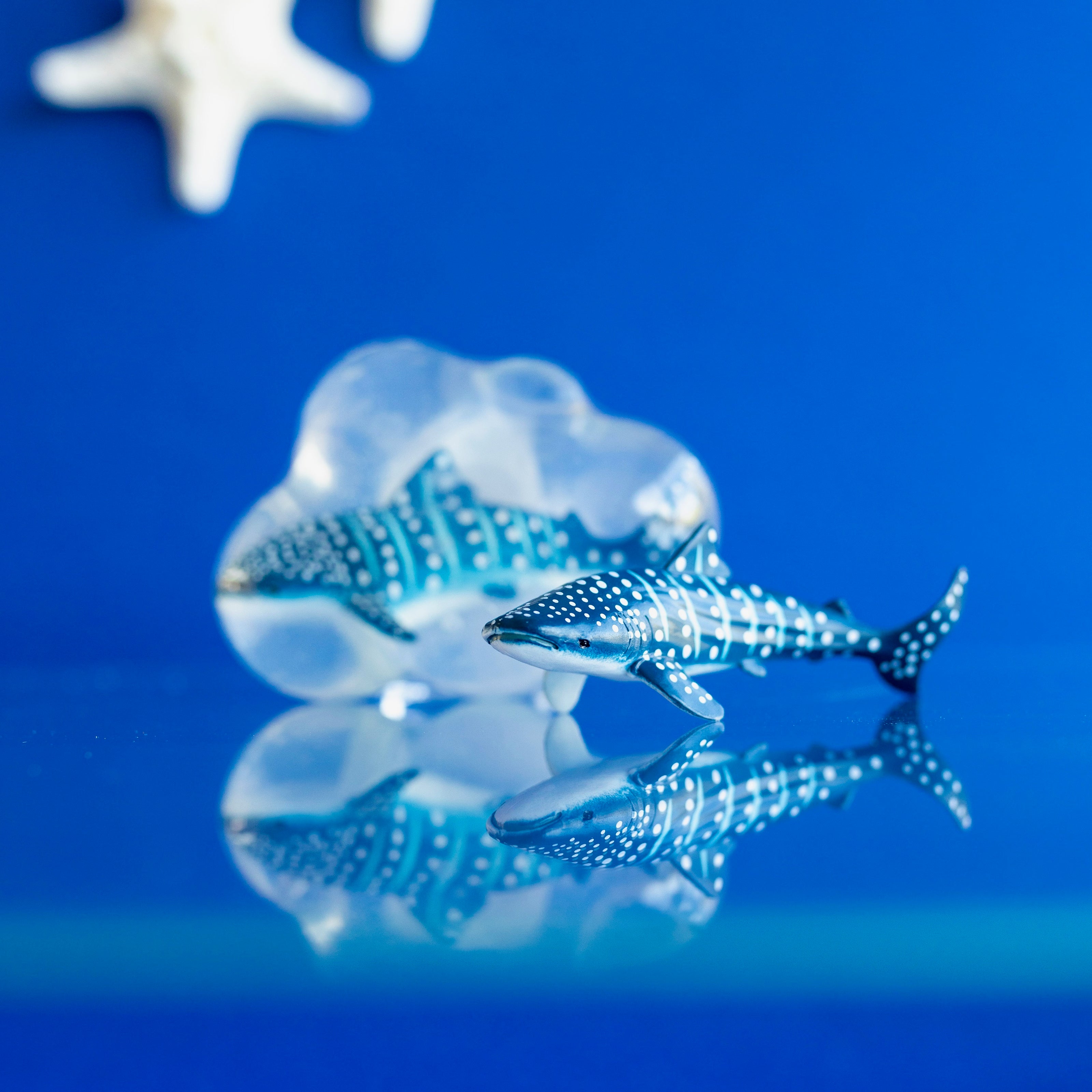 Neptune, le requin-baleine