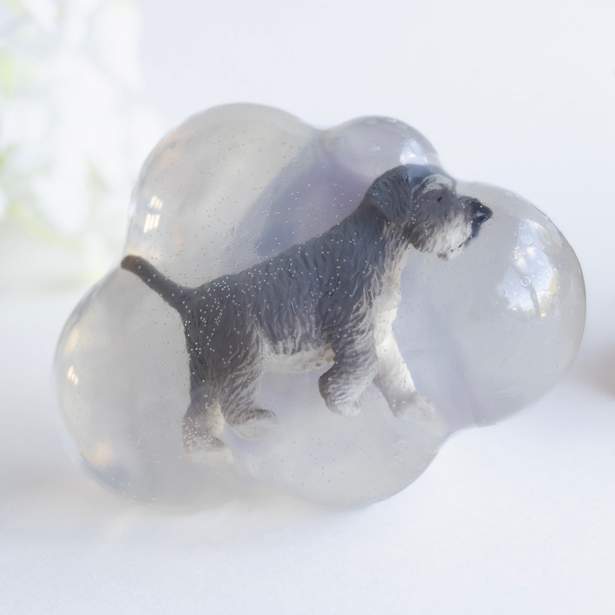 Oslo, le schnauzer
