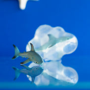 Pongo, le grand requin blanc