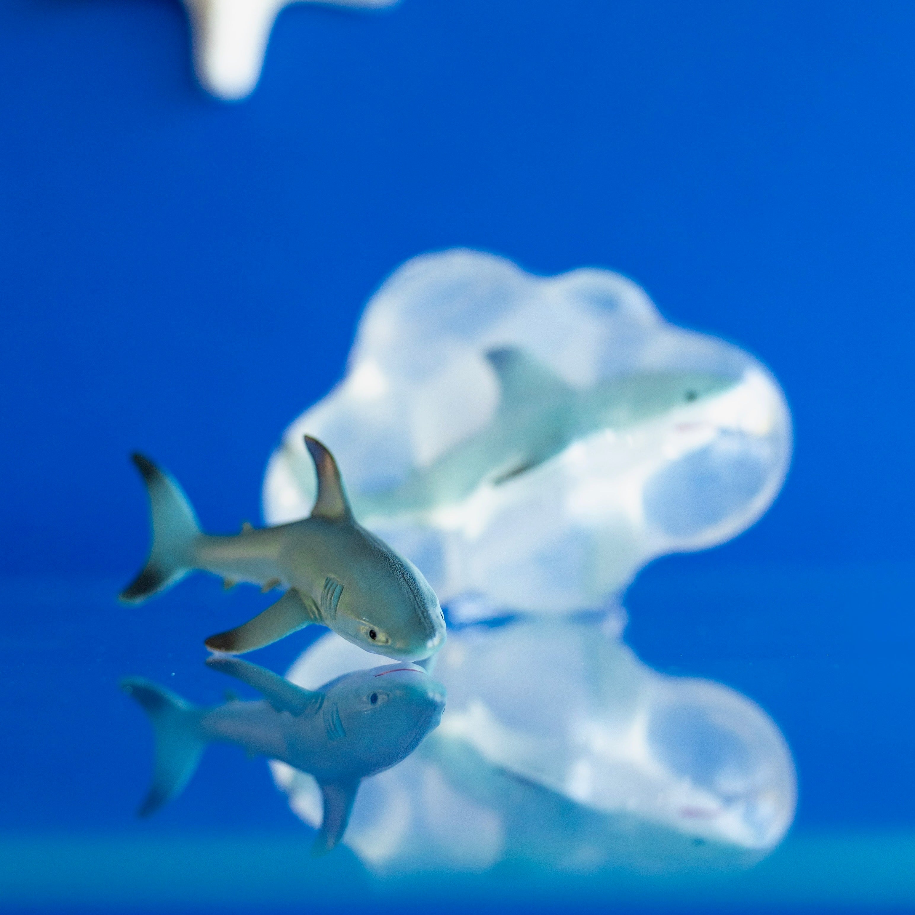Pongo, le grand requin blanc