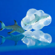Pongo, le grand requin blanc