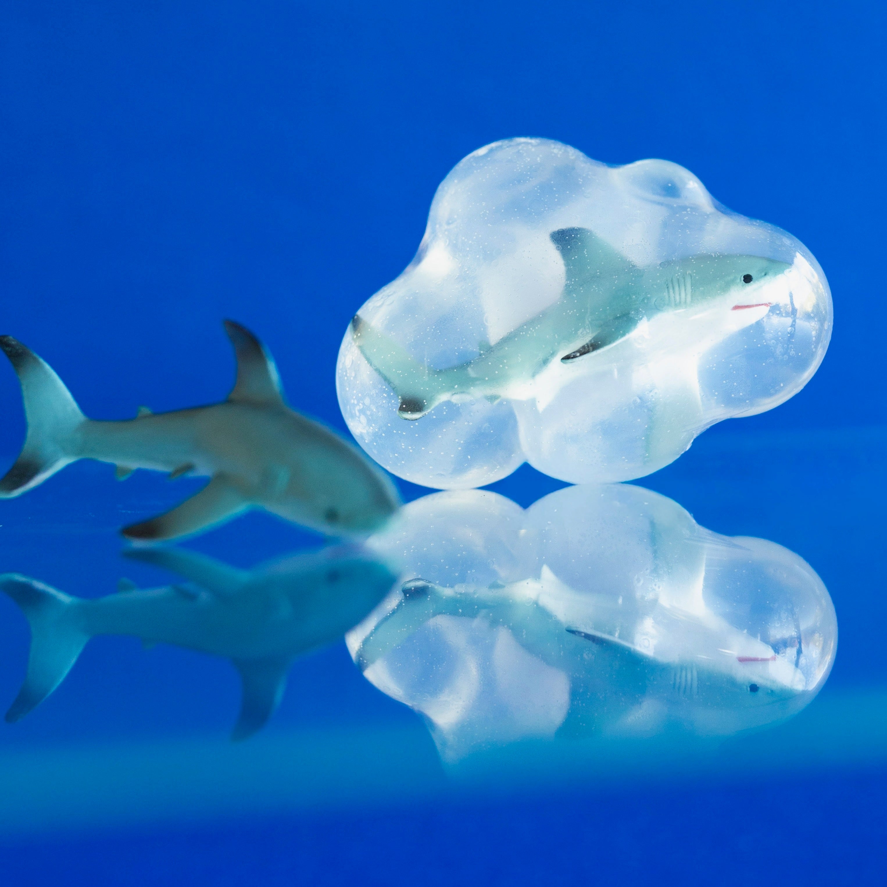 Pongo, le grand requin blanc
