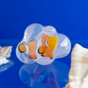 Splash, le poisson-clown