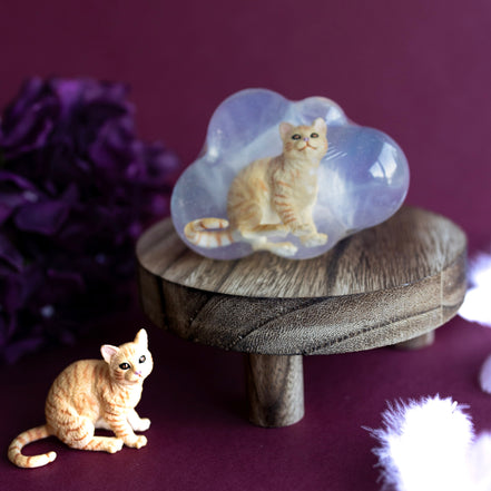 Tigrou, le chat roux tigré
